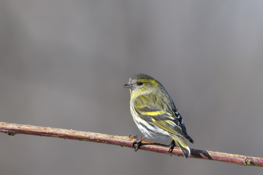 Carduelis spinus